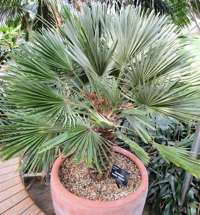 European fan palm in garden