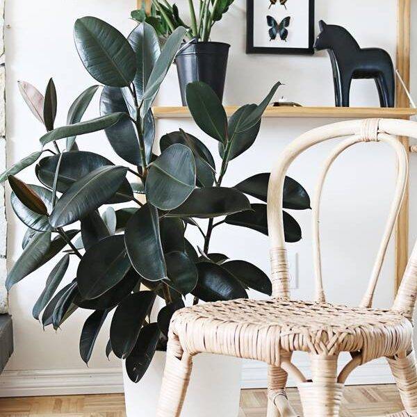 rubber plant in a living room.