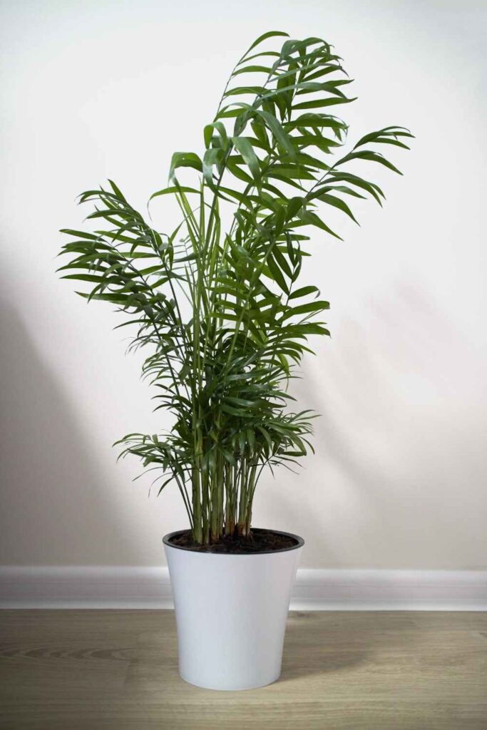 Cat Palm next to white wall in white pot