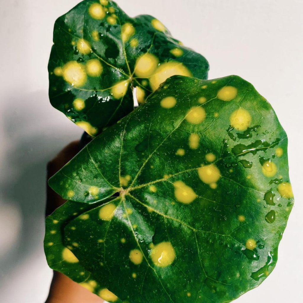 The Leopard Plant is a great big leaf indoor plant.