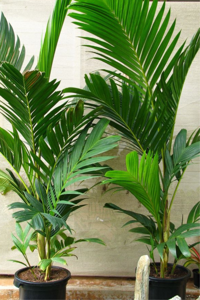 Ivory Cane Palms next to each other in beige background
