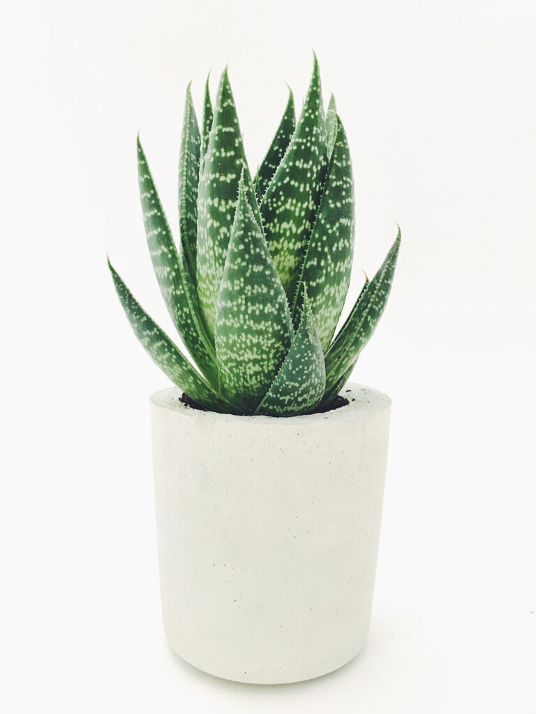 aloe plant