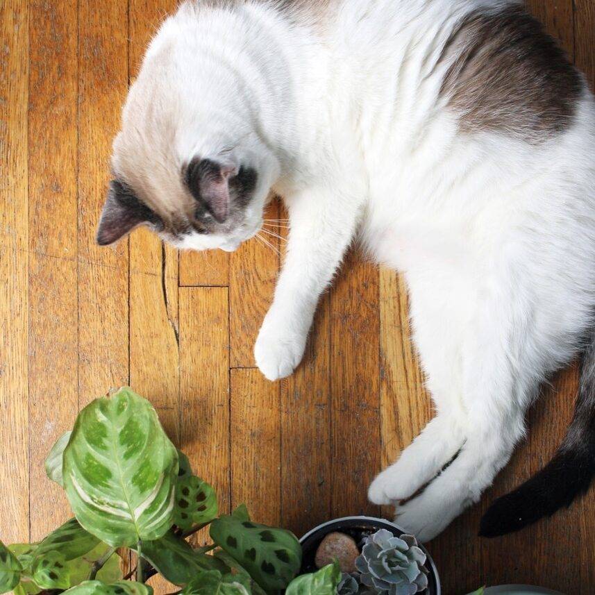 The Best Houseplants for You and Your Pets.