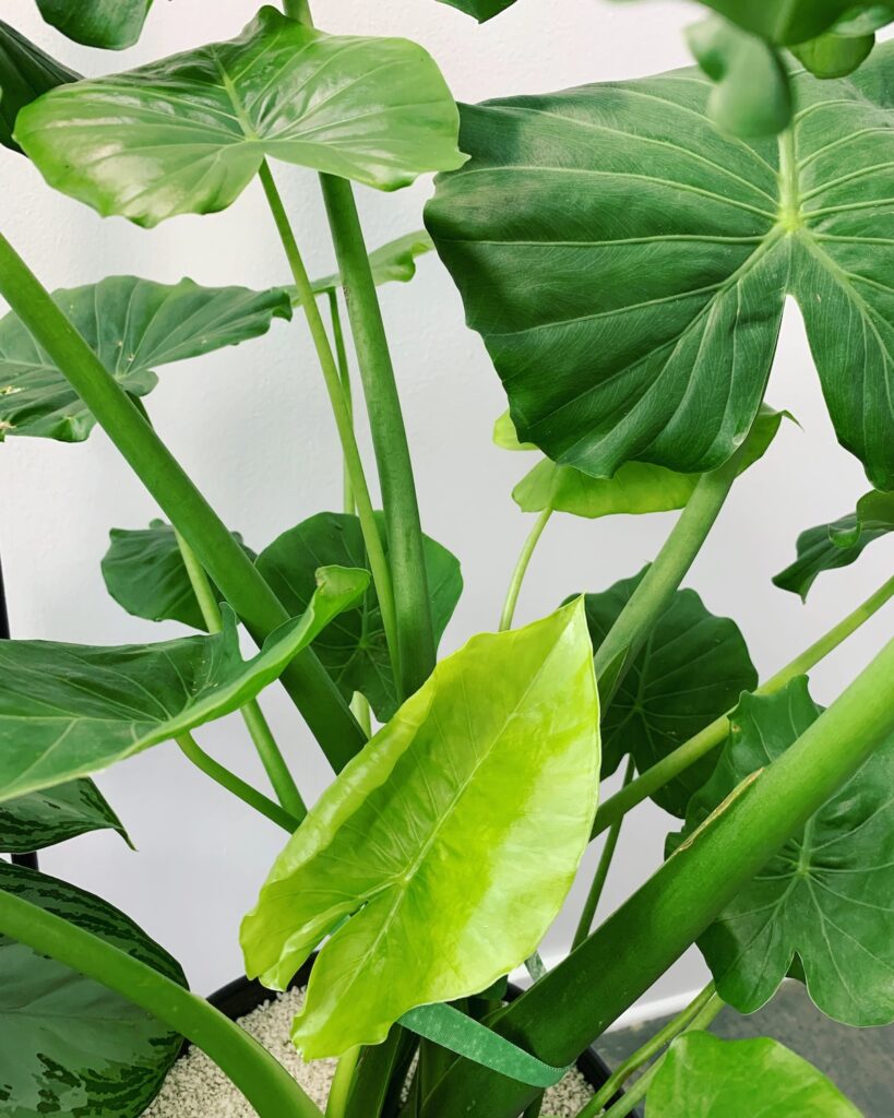 Green-leafed elephant ear plant.