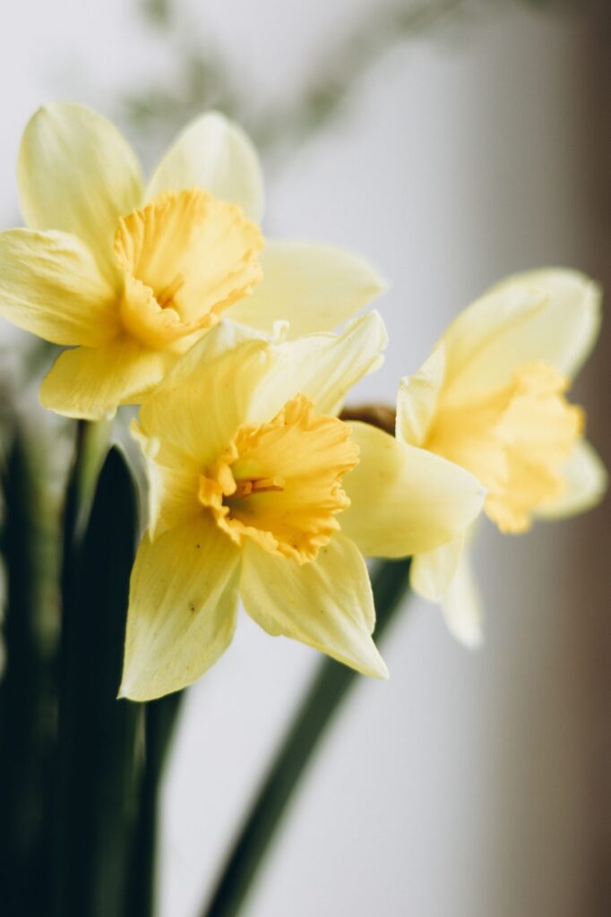 Close up of a yellow daffodil. 