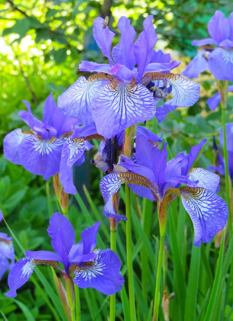 Dwarf iris photo from Anastasiya Romanova.