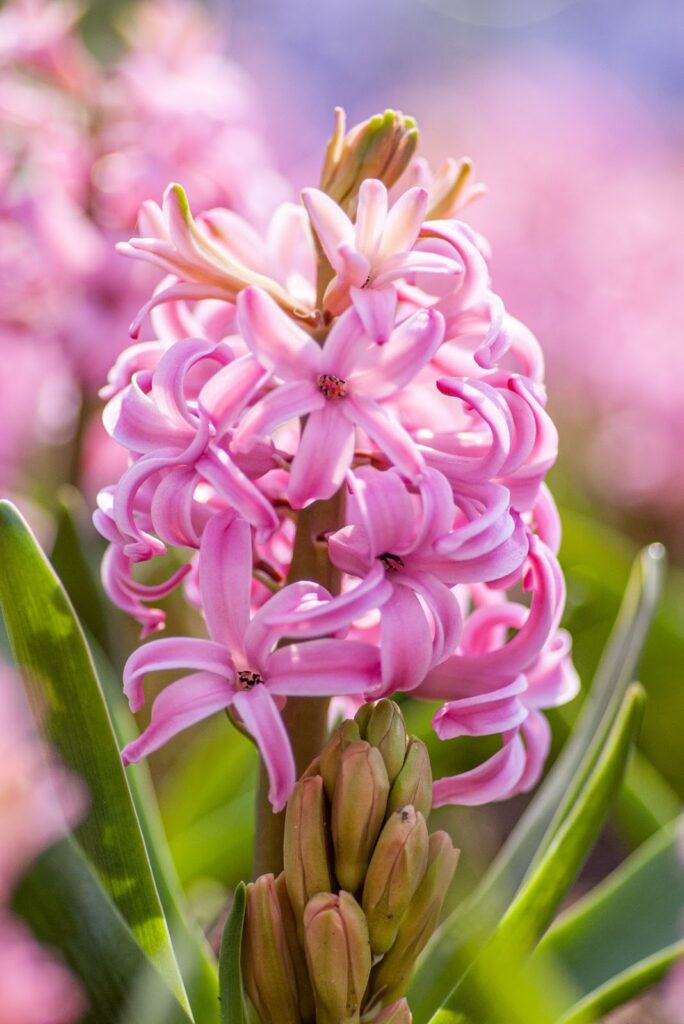 Pink hyacinth photo.