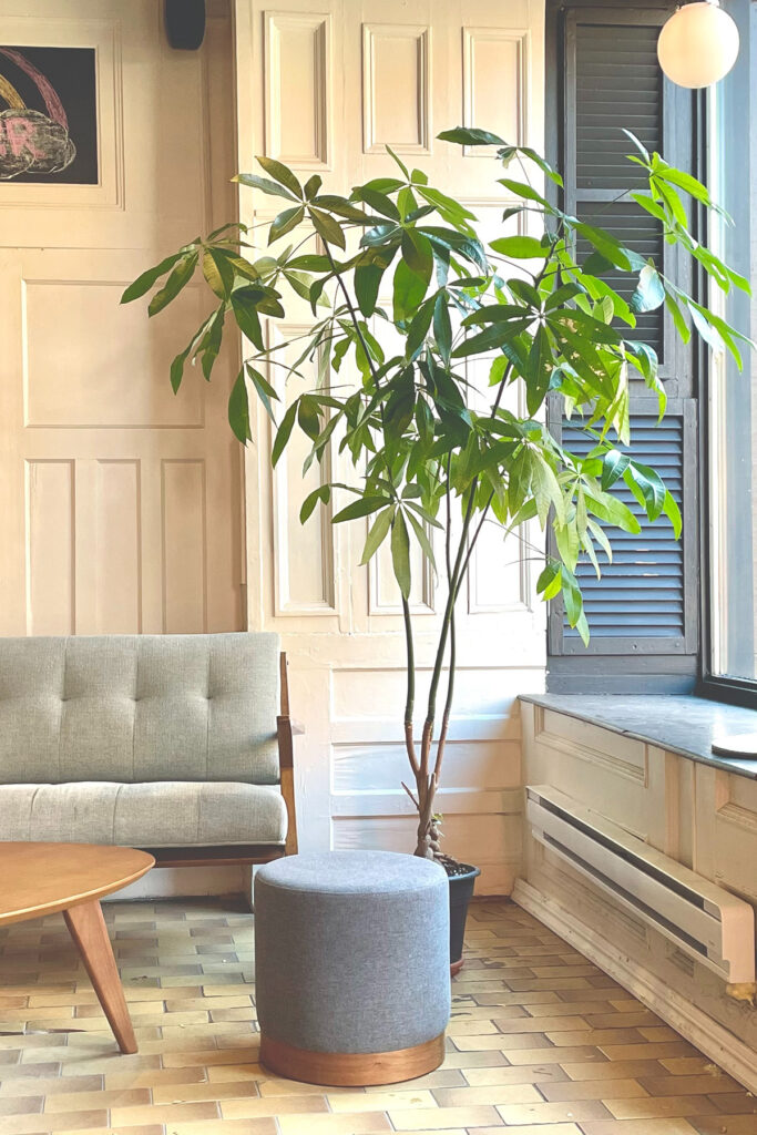 Tall money tree or money plant in a living room next to a sofa. 
