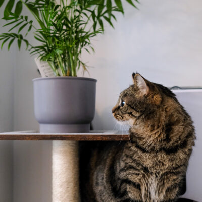 cat and an indoor palm.