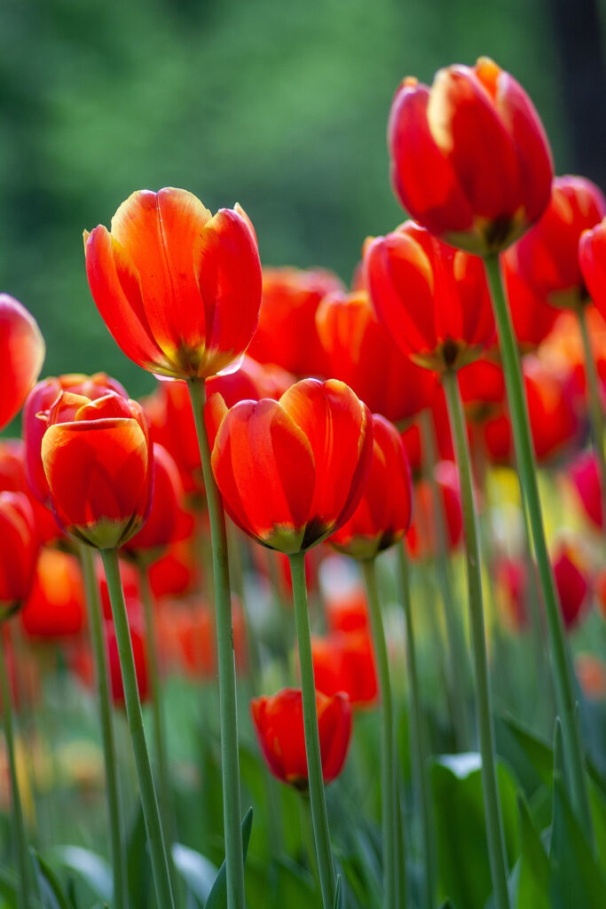 Long stemmed red and yellow tulips photo from Yoksel.