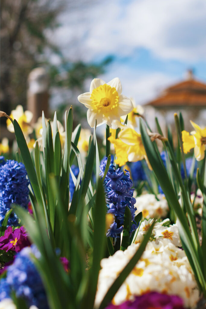 yellow daffodils and other flowers. 