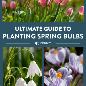 spring bulb guide