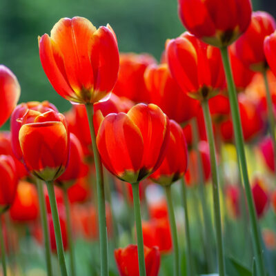 red tulip field.