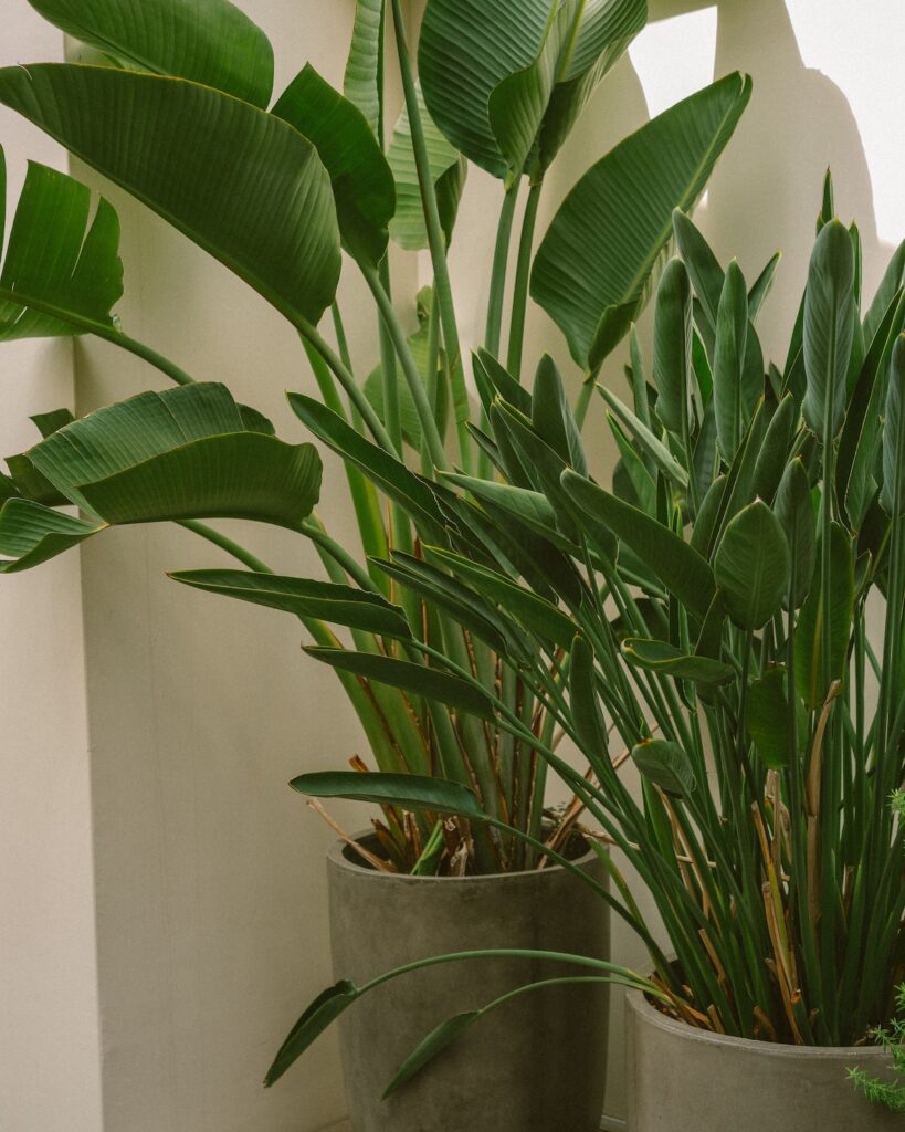Bird of Paradise with large, banana-like leaves in gray pot.