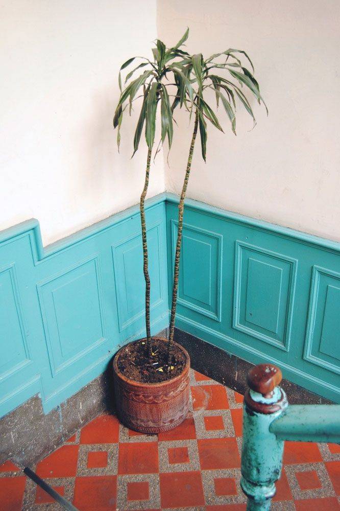 Turquoise wainscoting panels with palm plant in red planter over red rug