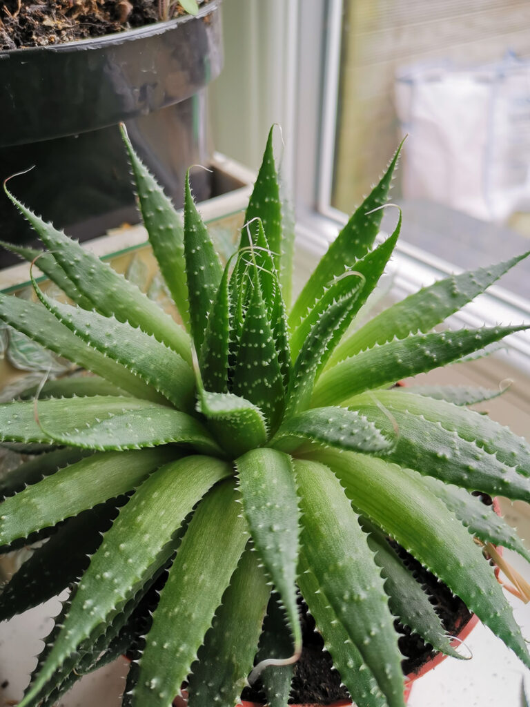 aloe plant close up. 