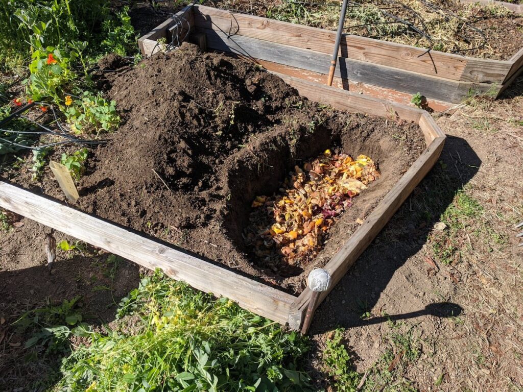Bokashi buried in soil bed for compost