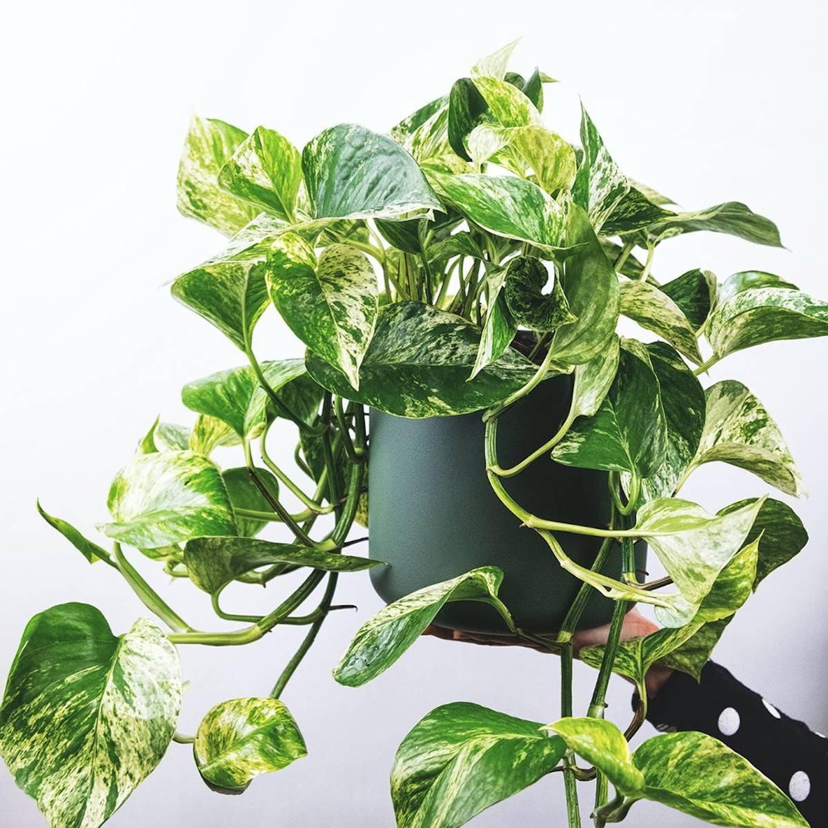 Pothos plant - perfect for low light rooms.