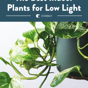 best low light plants