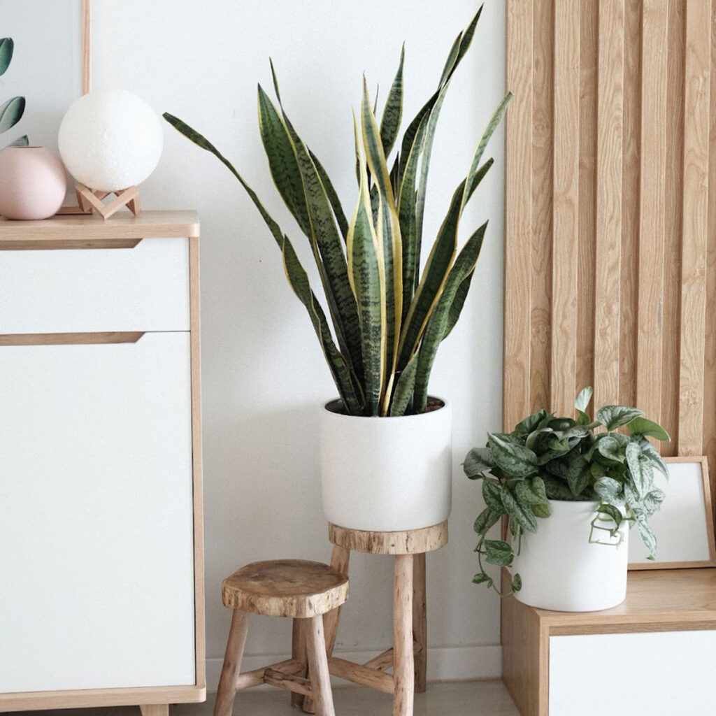 snake plant for improved air quality