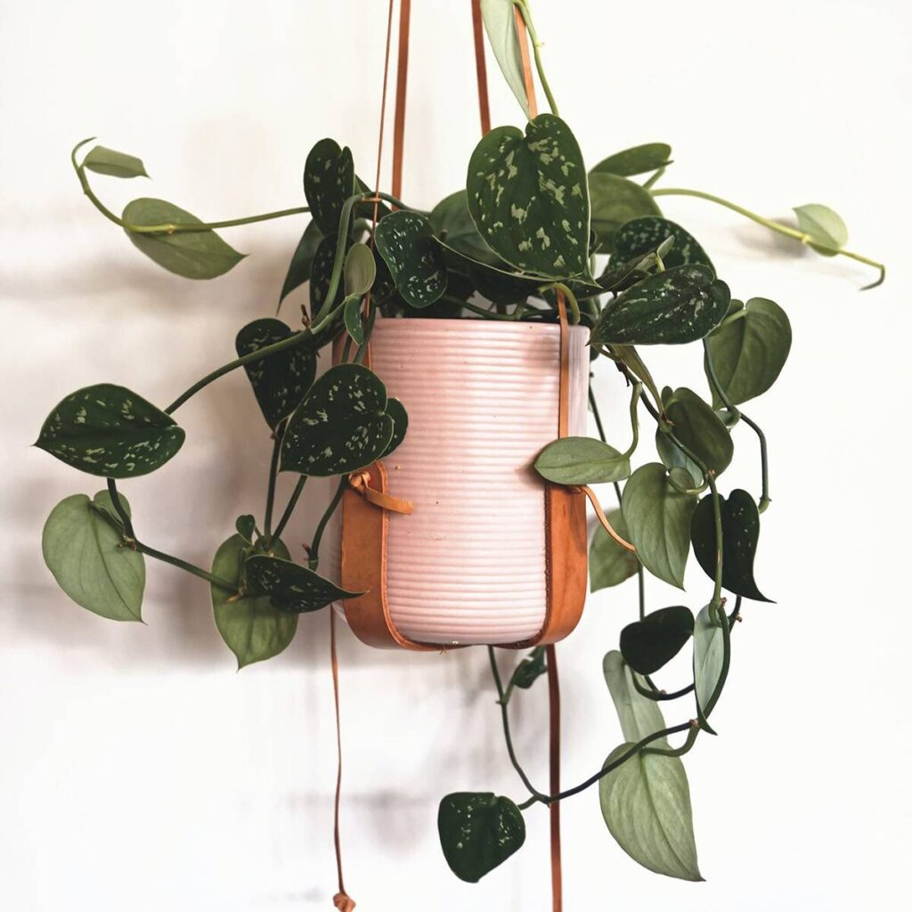 10 Gorgeous Bathroom-Friendly Plants - Curbly