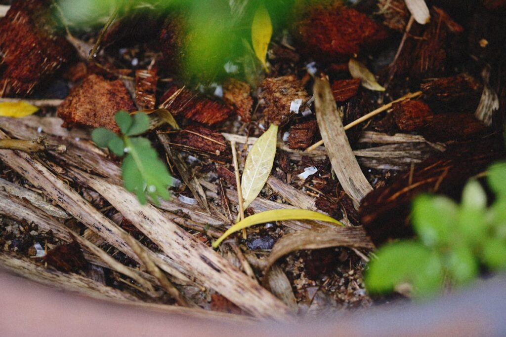 Compost on Soil