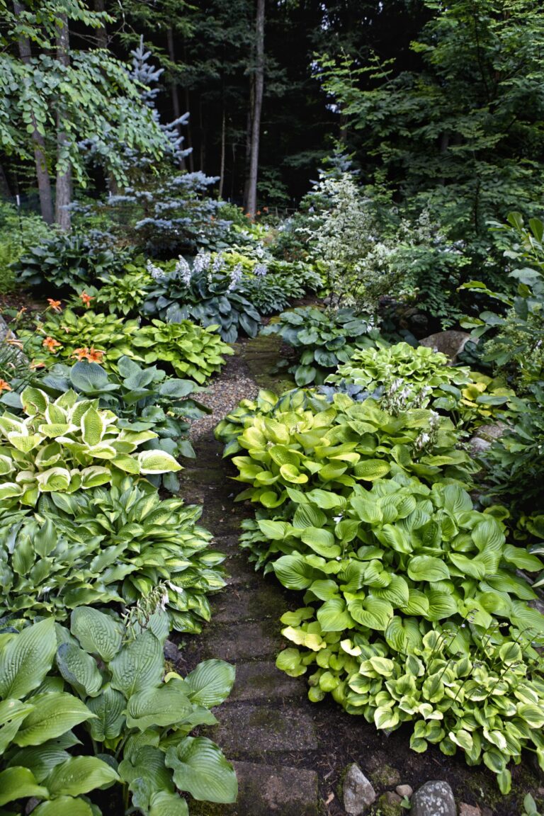 Easy Breezy Landscaping with Low-Maintenance Outdoor Plants - Curbly