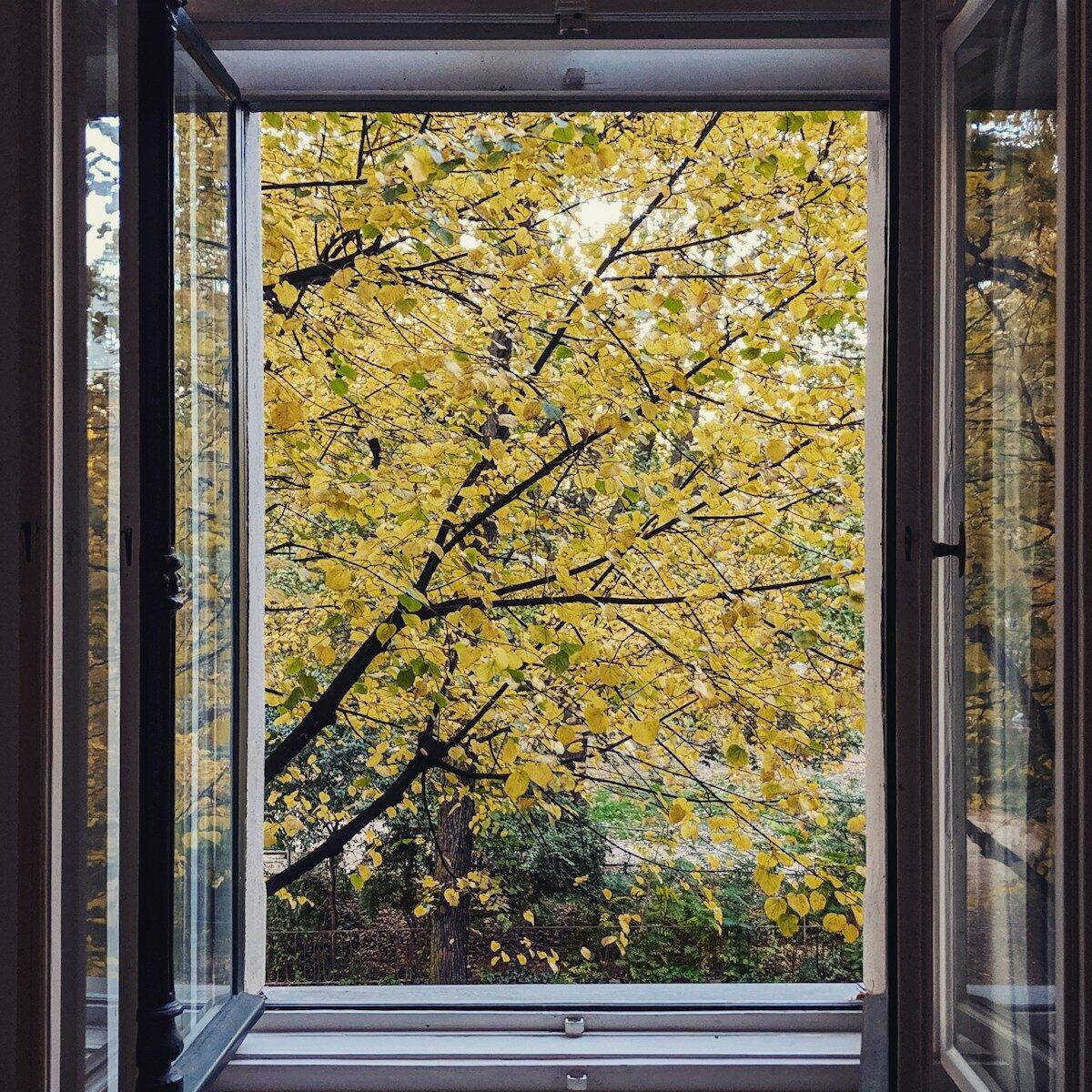 trees in front of windows